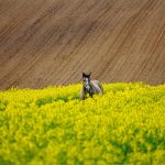 Współczesne strategia widoczności w doświadczeniu zmian obserwowanych w wyszukiwarce Google i mediach społecznościowych